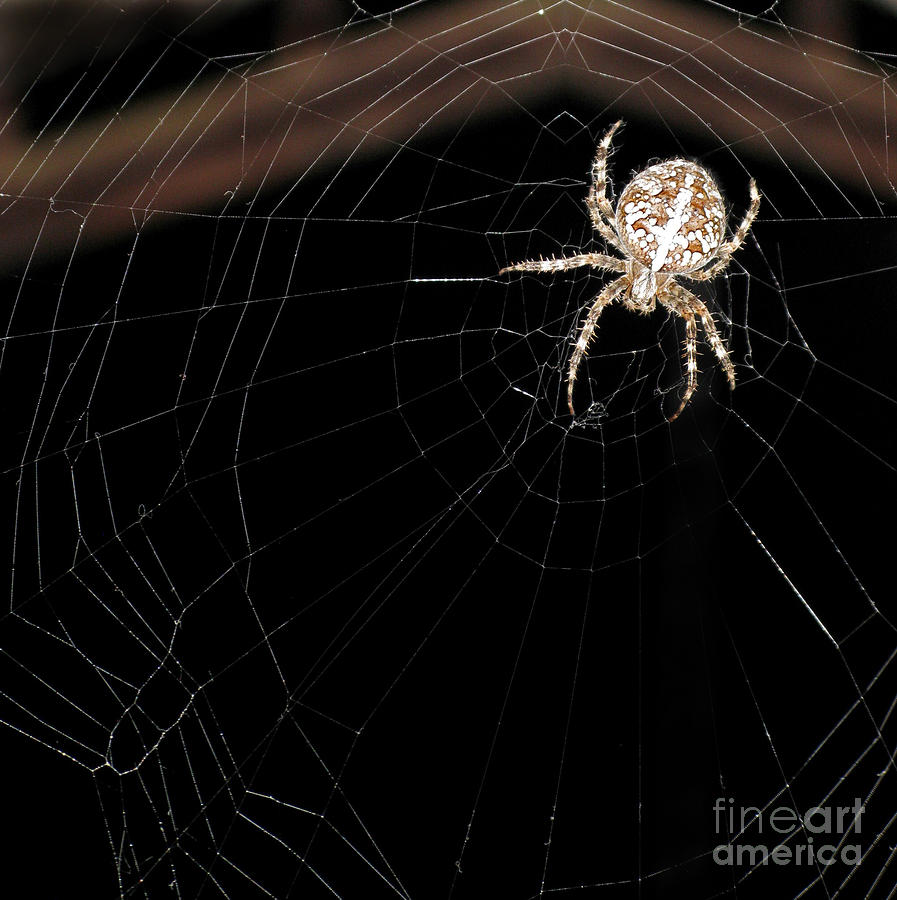 Halloween Photograph - Spider In His Web At Night. Square Format by Ausra Huntington nee Paulauskaite