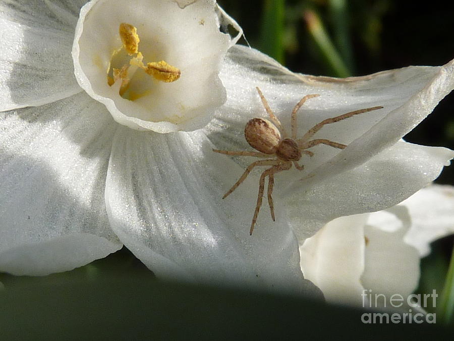 Spider In Narcissus Photograph