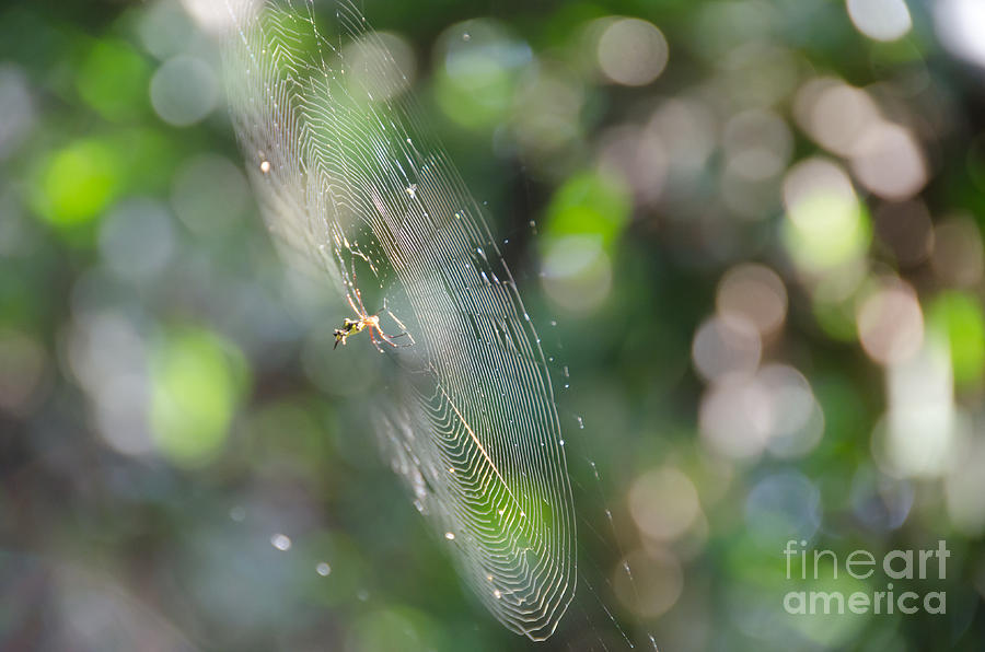 Spider Photograph - Spider in the Forest by Alysha Thompson