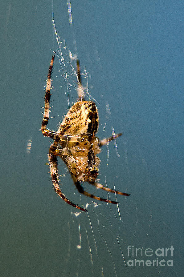 Spider in Web Photograph by Jean A Chang