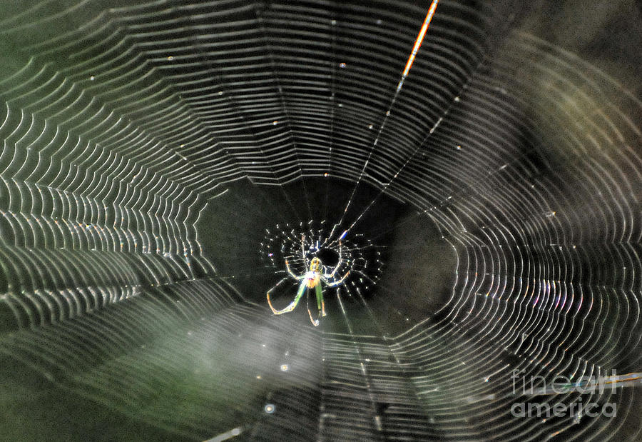 Spider In Web Photograph - Spider in web by Paul Ward
