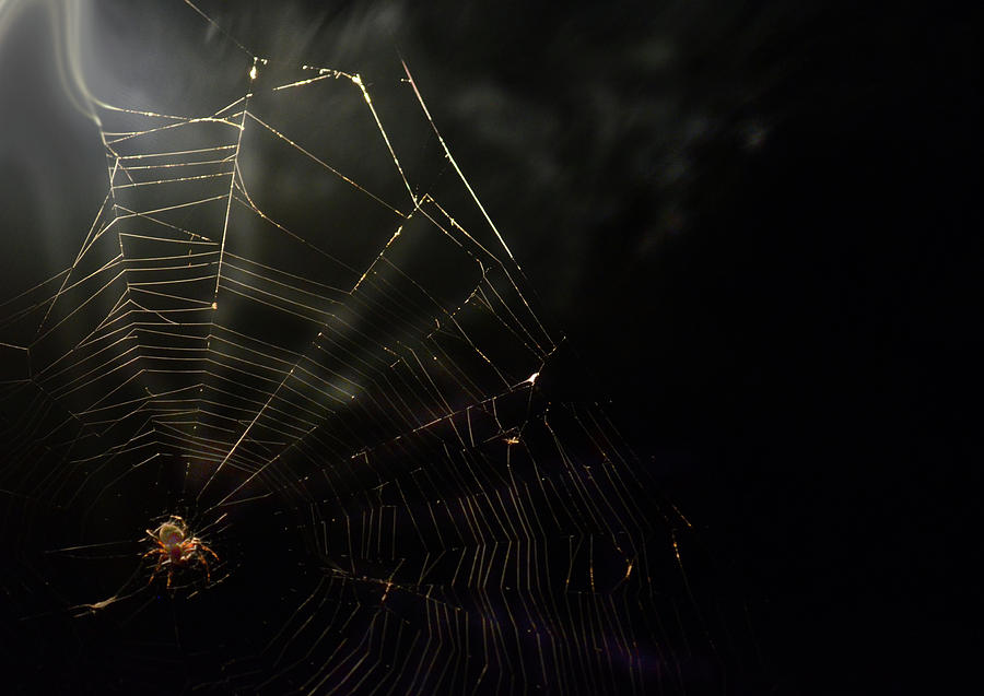 Spider Photograph by La Dolce Vita