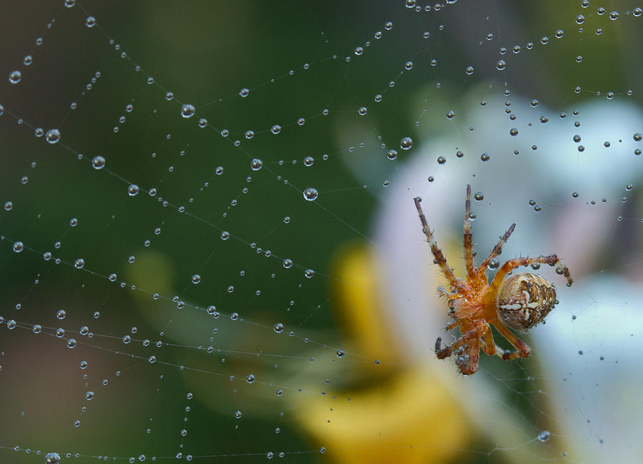 Spider Photograph - Spider by Jean Noren