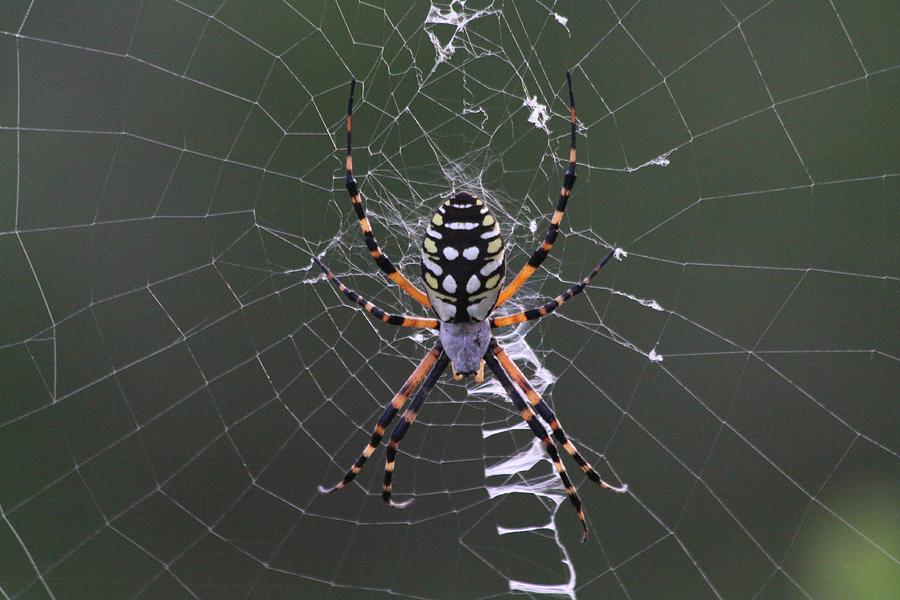 Spider Photograph by Jeanne Andrews