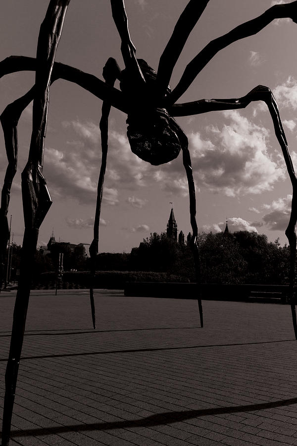 Spider Photograph by Josef Pittner