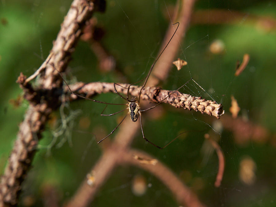 Spider Photograph By Jouko Lehto