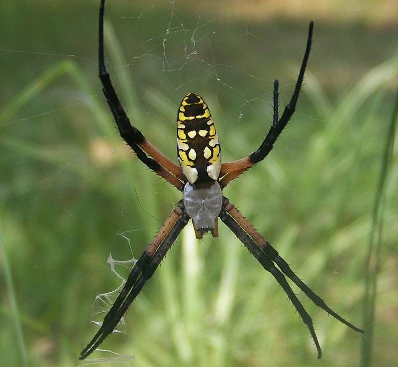 Spider Photograph by Katie OKeefe - Fine Art America