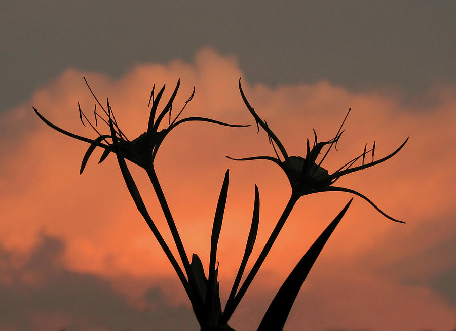 Nature Photograph - Spider Lilies at Sunset by Peggy Urban