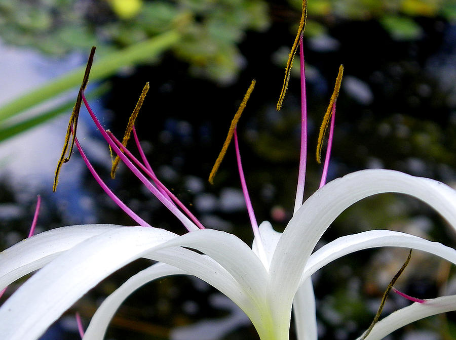 Spider Lily 2 Photograph by Judy Wanamaker