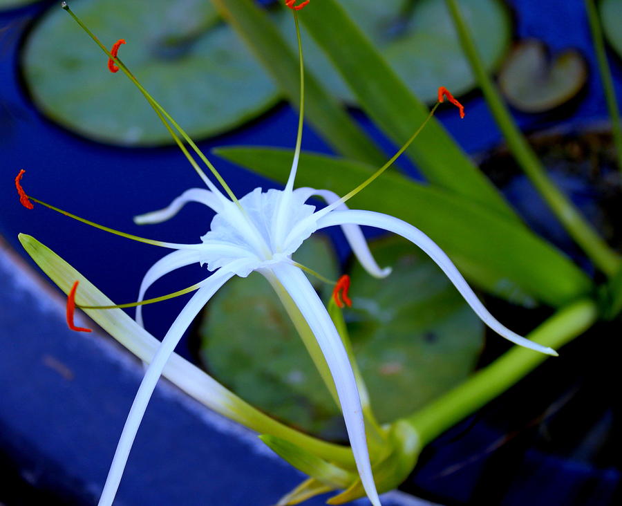 Spider Lily Photograph by M Diane Bonaparte