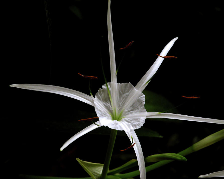 Spider Lily Photograph by Peggy Urban