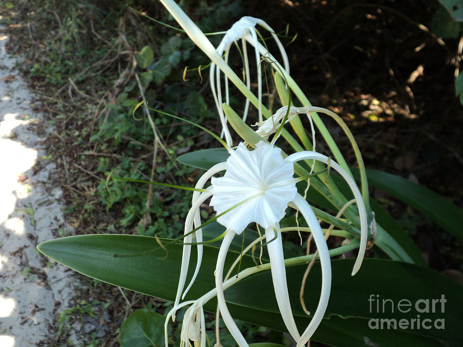 Spider Lily3 Photograph by Megan Dirsa-DuBois