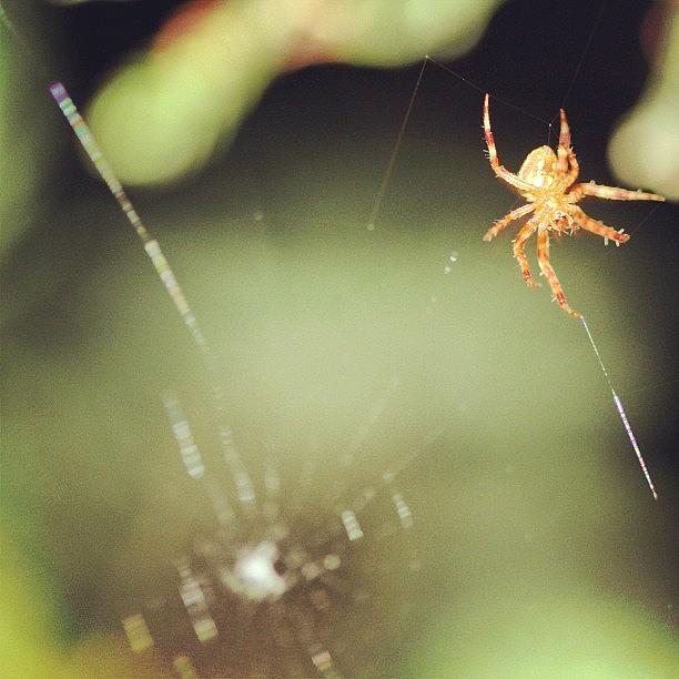 Spider Photograph - Spider Macro by Harington