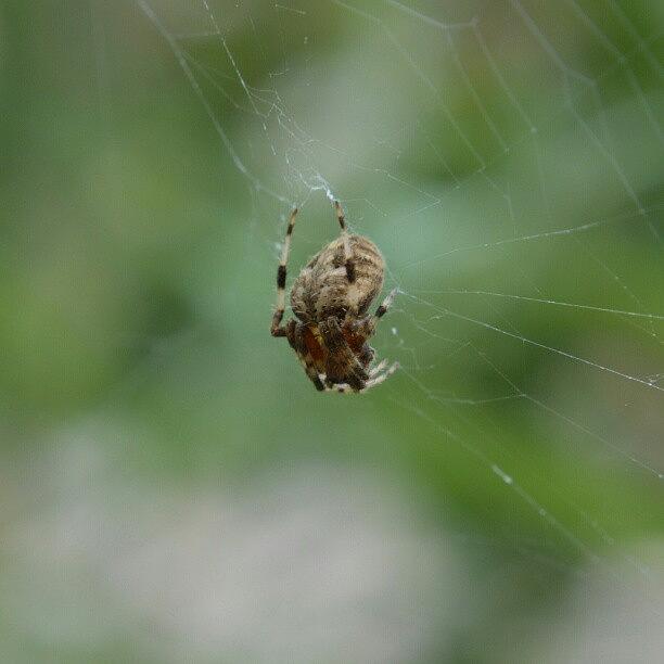 Nature Photograph - #spider #macro #nature #web by Austin Engel