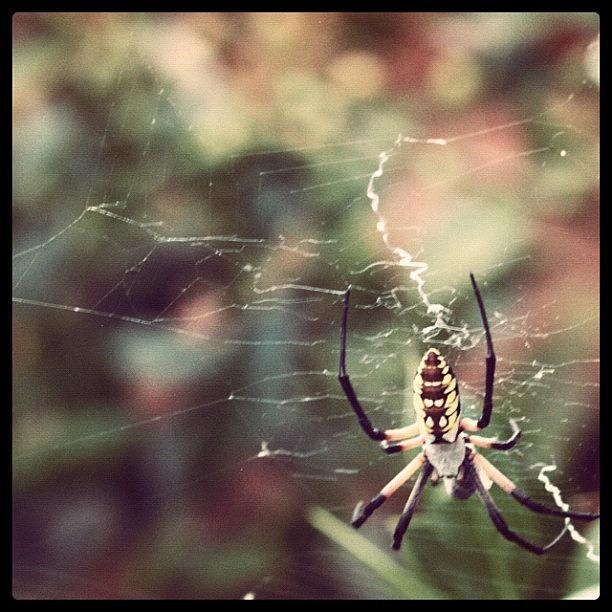 Spider Photograph - Spider Man by Macy Jane