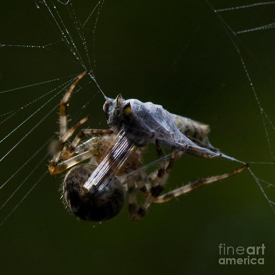 Spider multitasking Photograph by Jorgen Norgaard