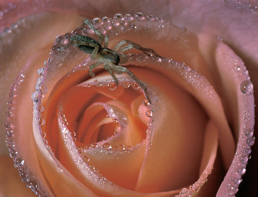 Spider on Rose Photograph by Steve Zimic