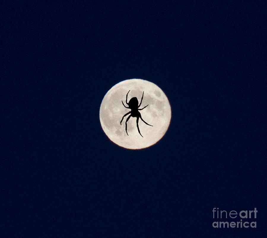 Spider on the Moon Photograph by Donna L Munro