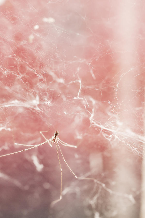 Spider on web Photograph by Anya Brewley schultheiss