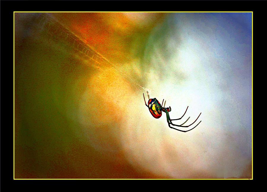 Spider On Web Digital Art by Carrie OBrien Sibley