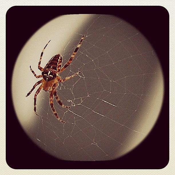 Summer Photograph - Spider Photo By Jared by Rita Frederick