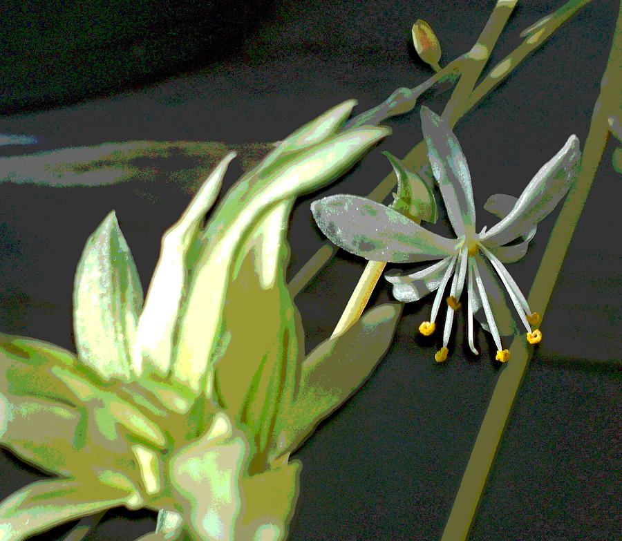 Spider Plant Flower Photograph by Padre Art