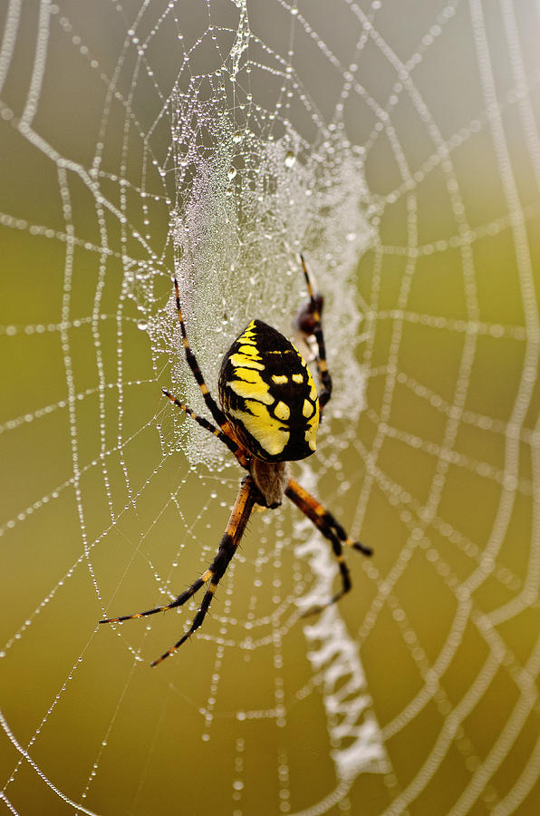 Spider Power Photograph by Sue Capuano