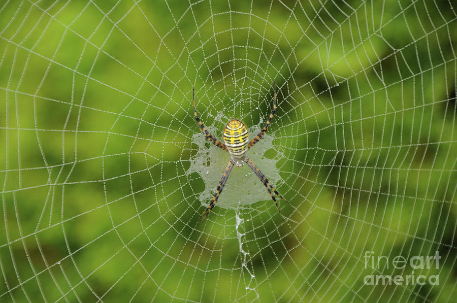 Spider Photograph by Ronald Grogan