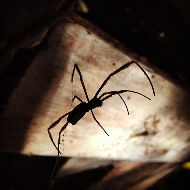 Spider Photograph - Spider Silhouette by Darren Frankish