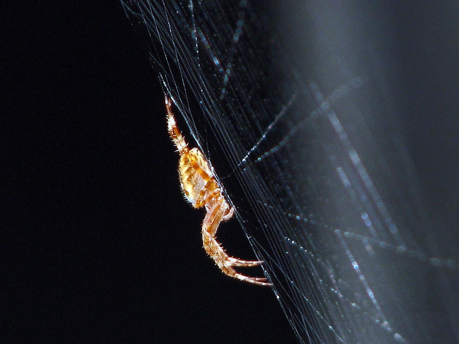 Spider Solitaire Photograph by Chris Anderson