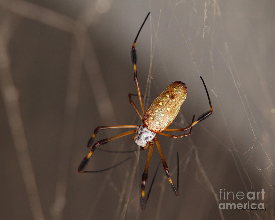Spider Photograph by Steve Javorsky