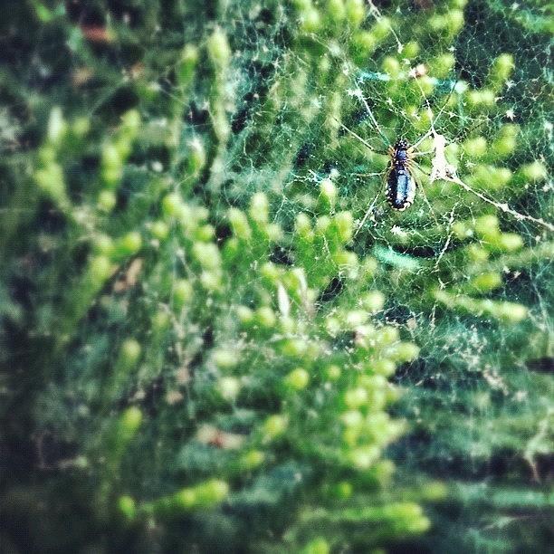 Spider Photograph - #spider Using Purely #iphoneography by Manan Shah