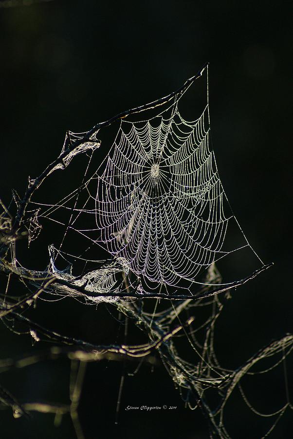 Spider Web 1.0 Photograph by Steven Clipperton
