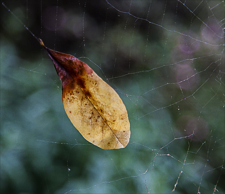 Spider Web and Leaf Photograph by Robert Ullmann