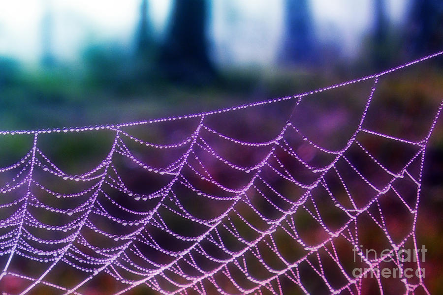Spider Web at Dawn Photograph by Judi Bagwell