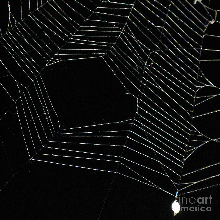 Halloween Photograph - Spider Web At Night. Square Format by Ausra Huntington nee Paulauskaite