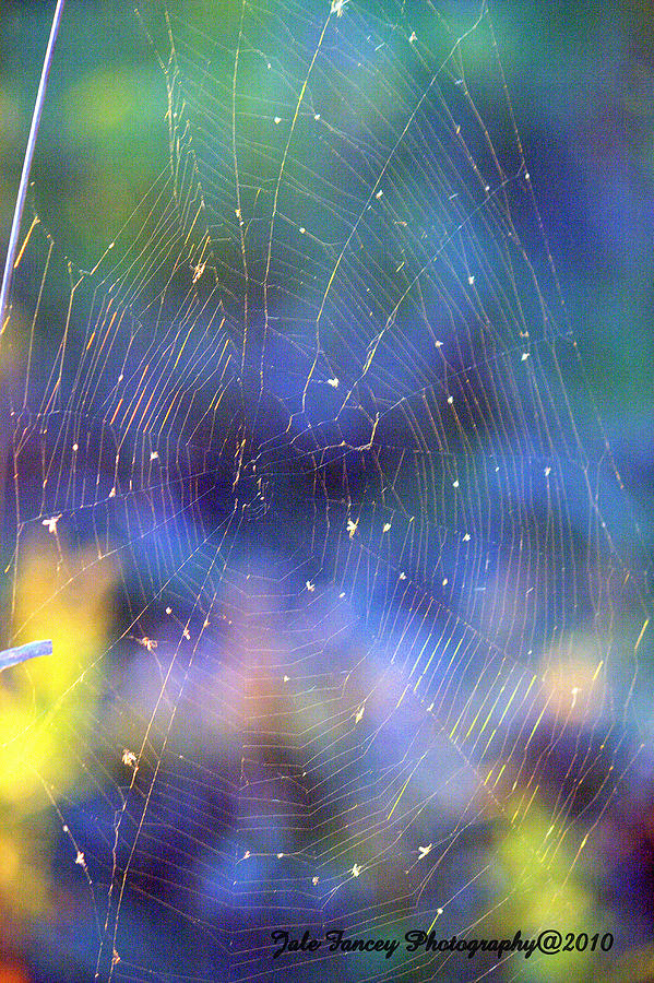Spider Web at Sunset Photograph by Jale Fancey