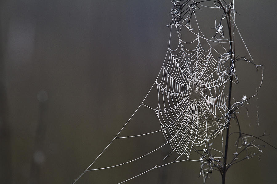 Of Dewdrops and Spider Webs