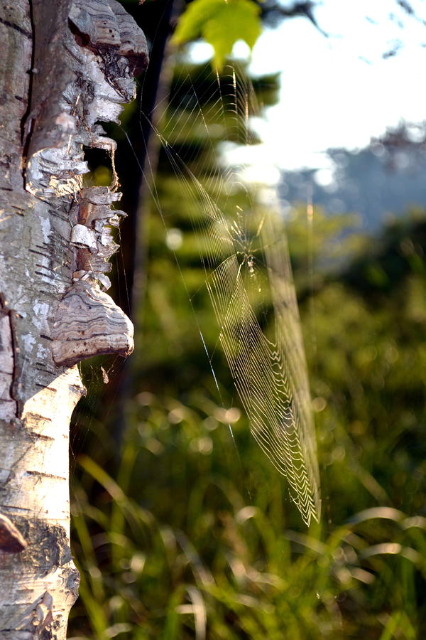 Spider Web in Morning Light Photograph by Michelle Calkins