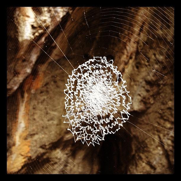 Spider Web In The Caves Photograph by Shayle Graham