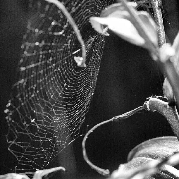 Spider Photograph - #spider #web In The #garden #tulip by Craig Dyson