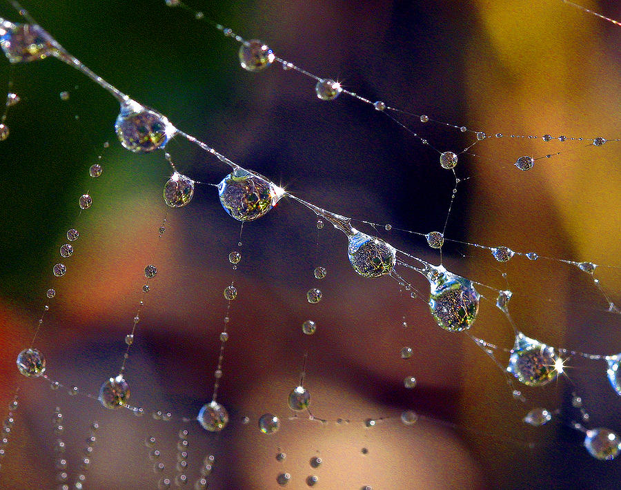 Spider web Photograph by Jean Noren