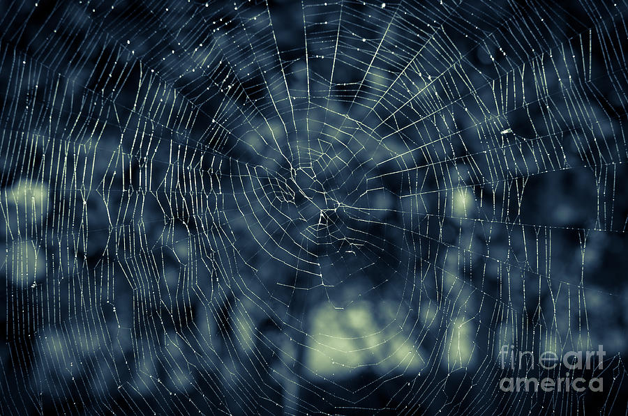 Spider Web Photograph by Matt Malloy