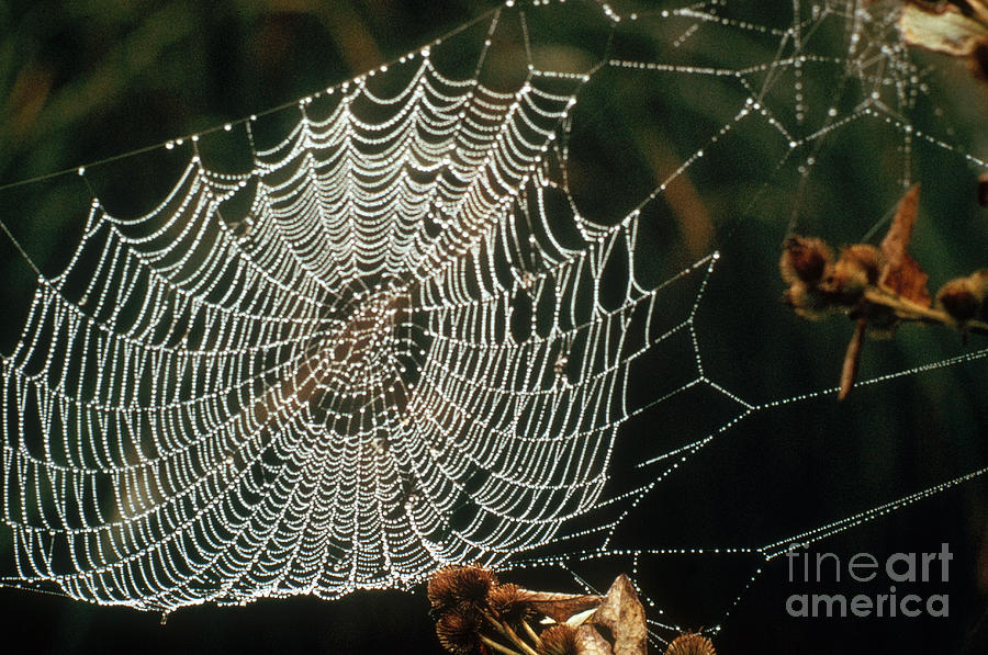 Spider Web Photograph by Nature Source