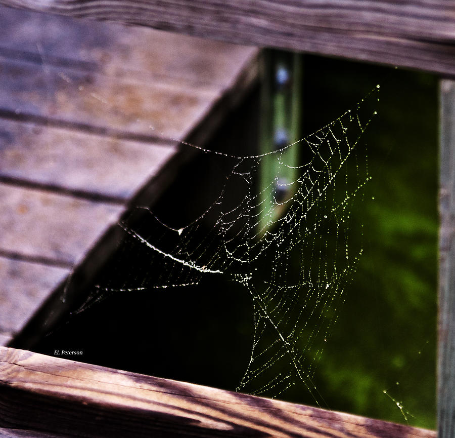 Spider Web On A Rainy Day Photograph by Ed Peterson