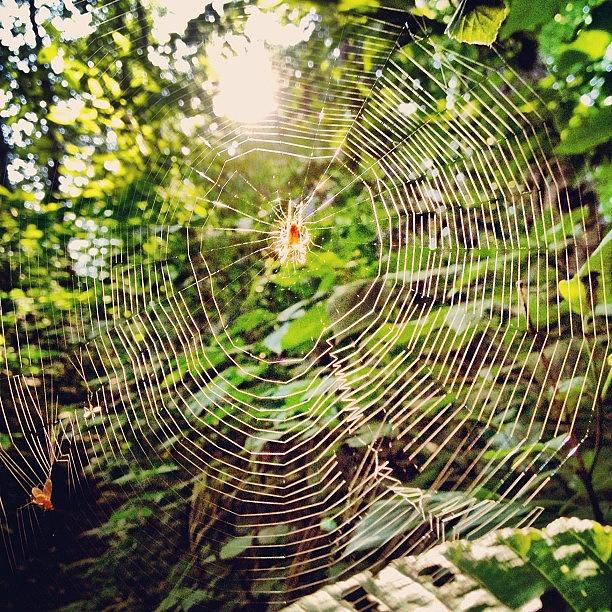 Spider Photograph - Spider Web by Rory Tucker