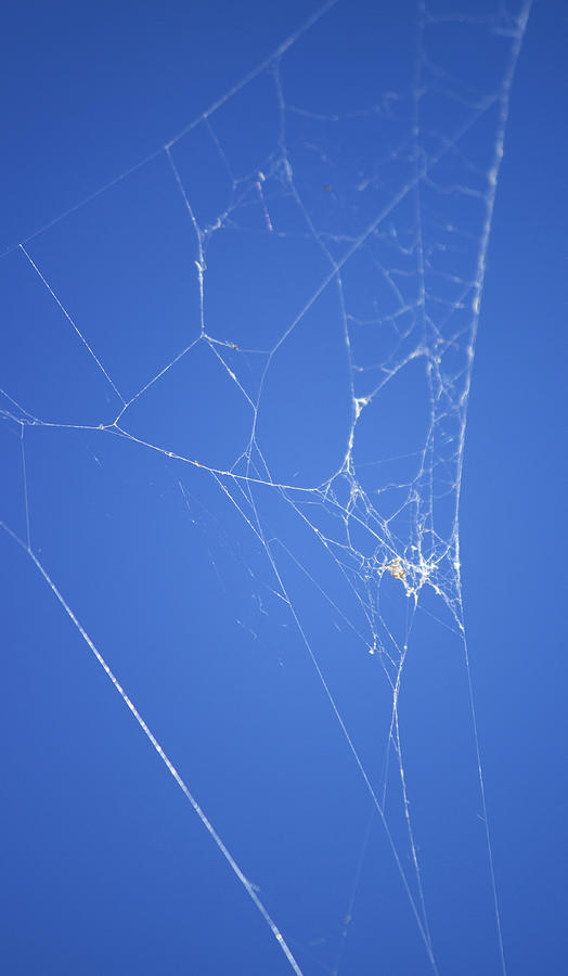 Spider Web Photograph by Shelley Bain