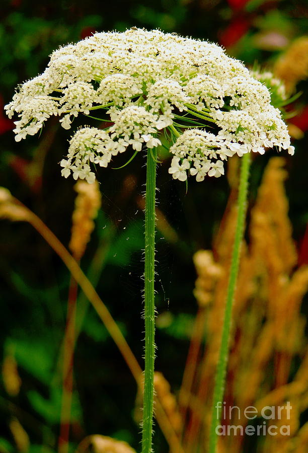 Flower Photograph - Spider Web Umbrella  by Rory Siegel