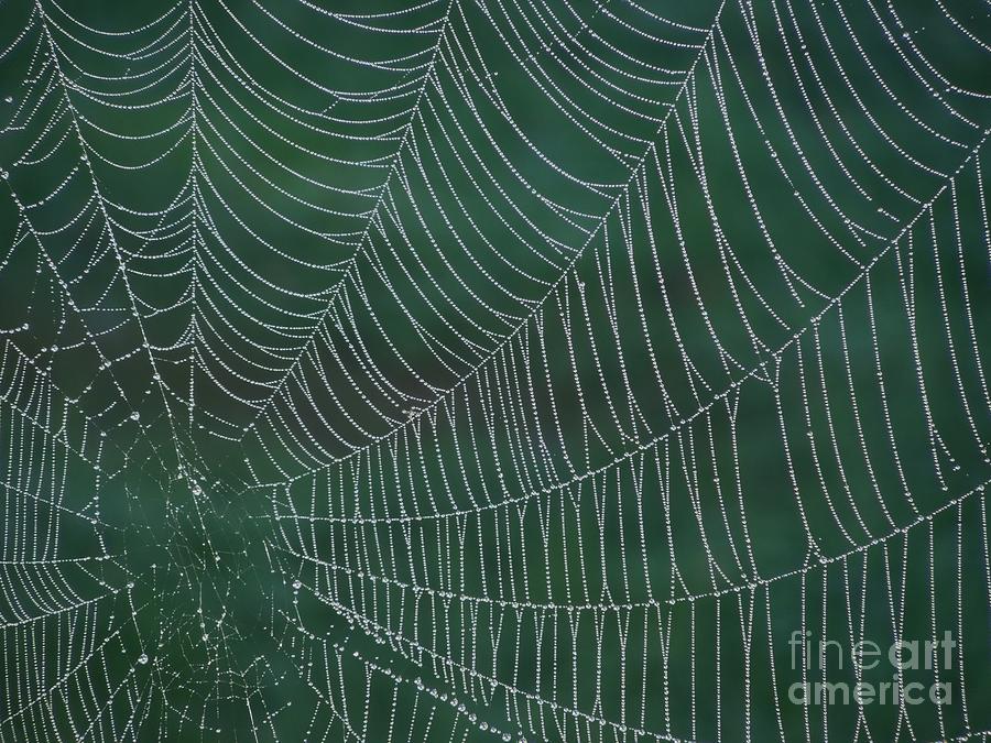 Spider Web With Dew Drops Photograph by Chad and Stacey Hall