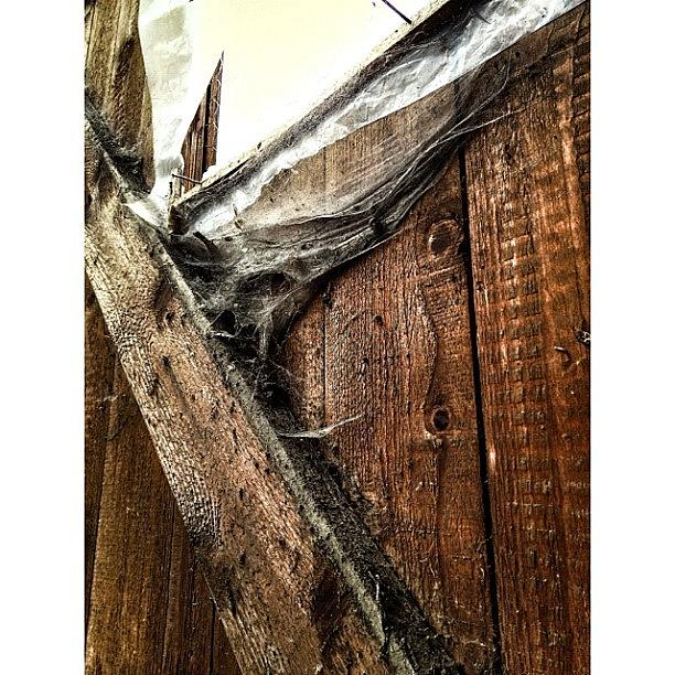 Spider Photograph - Spider Webs – Approx. 100 Years Old by Melanie Stork